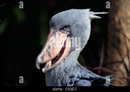 Schuhschnabel (Balaeniceps Rex), Altvogel, Porträt, Afrika Stockfoto