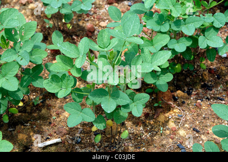 Sojabohne (Glycine max), Singapur, Asien Stockfoto