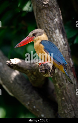 Storch-billed Eisvogel (Pelargopsis Capensis), Altvogel in einem Baum, Singapur, Asien Stockfoto