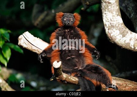 Red Ruffed Lemur (Varecia Rubra), Erwachsene, Sonnenbaden in einem Baum, Madagaskar, Afrika Stockfoto