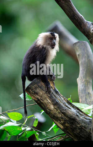 Löwe-tailed Macaque (Macaca Silenus), juvenile in einem Baum, Indien, Asien Stockfoto