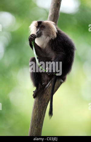 Löwe-tailed Macaque (Macaca Silenus), Erwachsene Essen in einem Baum, Indien, Asien Stockfoto