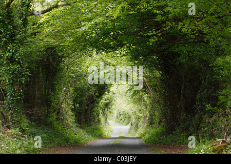 Kleine Straße durch Wald, Burren, County Clare, Irland, Europa Stockfoto