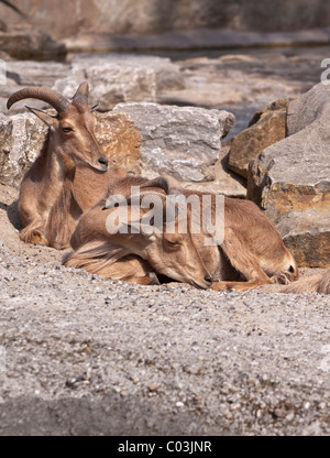 Ruhen der Mähnenspringer (Ammotragus Lervia), auch bekannt als Aoudad oder waddan Stockfoto