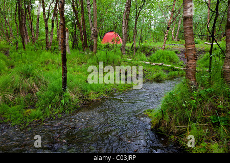 Campingplatz in einem Birkenwald auf Kungsleden Wanderweg in der Nähe von Abisko und Kiruna, Schweden, Skandinavien, Europa Stockfoto