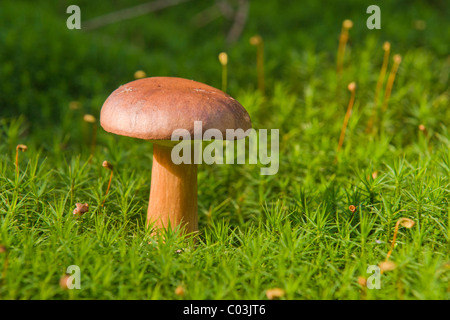 Bucht Bolete Pilz (Xerocomus Badius) Stockfoto