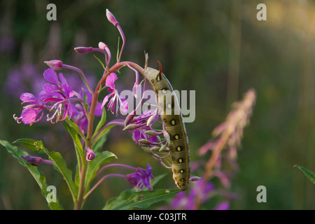 Labkraut Hawk-Moth (stark Gallii) Raupe auf Weidenröschen (Epilobium Angustifolium) Stockfoto