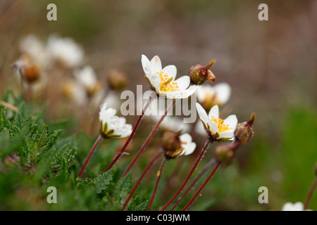 Mountain Avens oder weiss Dryas (Dryas Octopetala), Burren, Irland, Europa Stockfoto