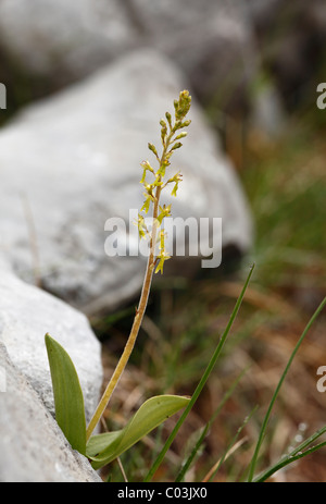 Europäischen gemeinsamen Nestwurzen (Listera Ovata), Orchidee, Burren, Irland, Europa Stockfoto