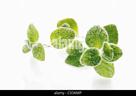 Diptam von Kreta. Kretischer Diptam oder Hop Majoran (Origanum Dictamnus) Stockfoto