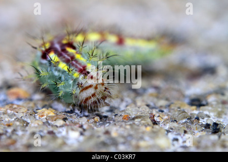 Indische Raupe Stockfoto