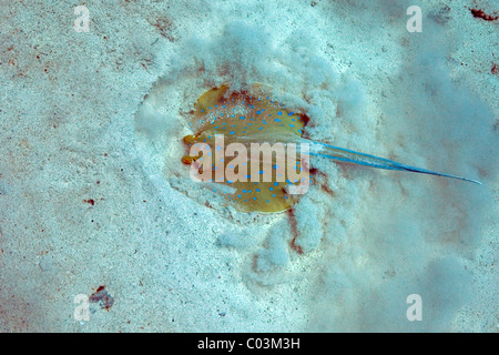 Bluespotted Ribbontail Strahl (Taeniura Lymma), Marsa Alam, Ägypten, Rotes Meer, Afrika Stockfoto
