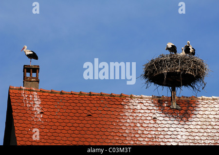 Weißstörche (Ciconia Ciconia) in einem Nest auf einem Dach, Ribeauvillé, Elsass, Frankreich, Europa Stockfoto