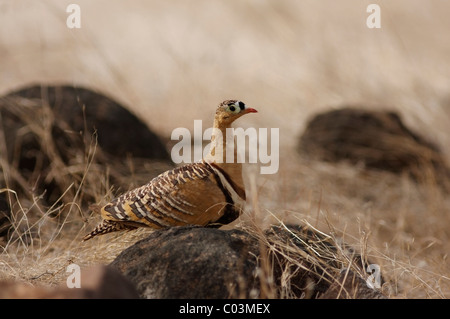 Malte Sandgrouse männlichen in seinem natürlichen Lebensraum im Ranthambore Tiger Reserve, Rajasthan, Indien. (Pterocles Indicus) Stockfoto