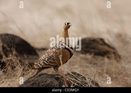 Malte Sandgrouse männlichen in seinem natürlichen Lebensraum im Ranthambore Tiger Reserve, Rajasthan, Indien. (Pterocles Indicus) Stockfoto