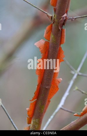 Acer Griseum. Rinde im winter Stockfoto