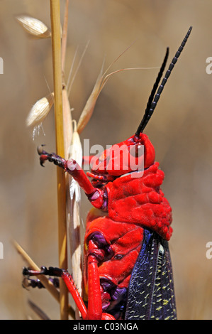 Gemeinsamen Seidenpflanze Heuschrecke Stockfoto