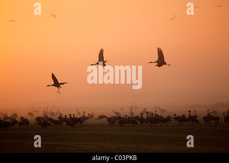 Kraniche bei Sonnenaufgang (Grus Grus) Stockfoto