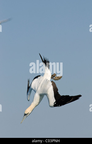 Cape Gannet, Morus Capensis, Sprung-Tauchen auf Sardinen. Stockfoto