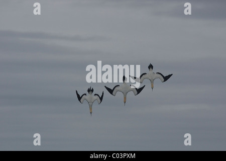 Cape Gannet, Morus Capensis, Sprung-Tauchen auf Sardinen. Stockfoto