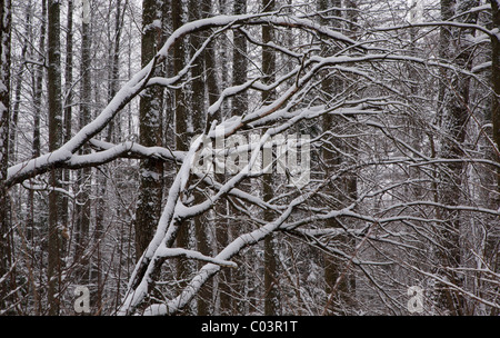 Erle Baum Zweige nach Blizzard mit frischem Schnee bedeckt Stockfoto