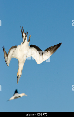 Cape Gannet, Morus Capensis, Sprung-Tauchen auf Sardinen. Stockfoto