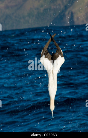 Cape Gannet, Morus Capensis, Sprung-Tauchen auf Sardinen. Stockfoto