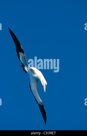 Cape Gannet, Morus Capensis, Sprung-Tauchen auf Sardinen. Stockfoto