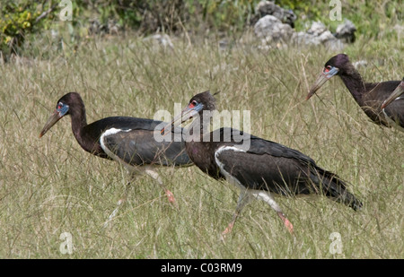 die Abdim Storch, Ciconia Abdimii Tsodilo Hills, botswana Stockfoto