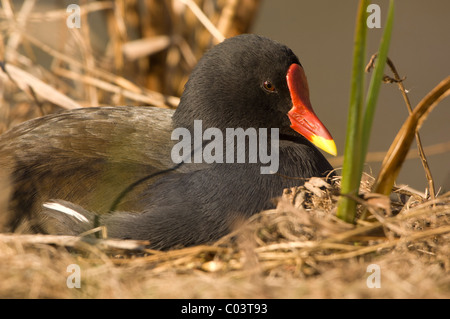 Teichhuhn (Gallinula Chloropus), Stockfoto