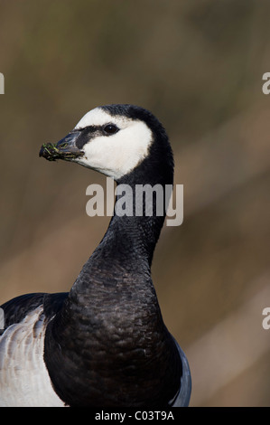 Weißwangengans (Branta Leucopsis), Kopf Stockfoto