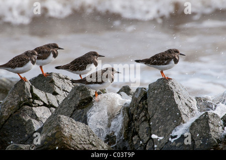 Steinwälzer (Arenaria Interpres), auf Felsen, Erwachsene, Winter-Gruppe Stockfoto