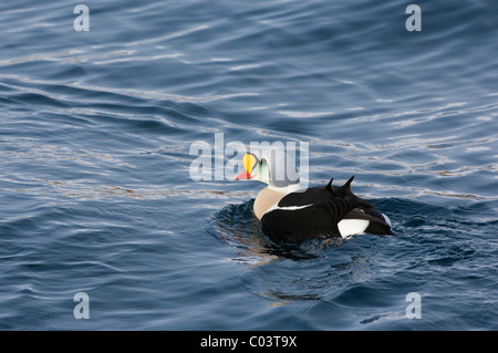 König Eiderenten (Somateria Spectabilis), einsame männlich Stockfoto