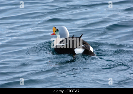 König Eiderenten (Somateria Spectabilis), einsame männlich Stockfoto