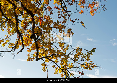 Rotbuche (Fagus Sylvatica), Herbstfärbung Stockfoto