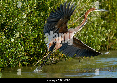 Goliath Heron ausziehen aus Wasser Südafrika Stockfoto