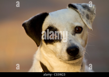 Nahaufnahme der jack Russell Terrier Tier Stockfoto