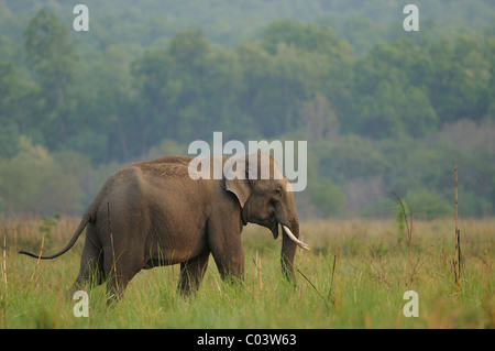 Männliche asiatische Elefant (Elephas Maximus) auf einer Wiese in Jim Corbett Tiger Reserve, Indien Stockfoto