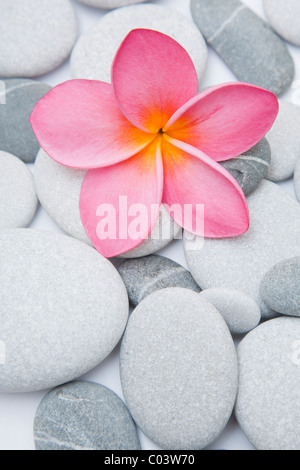 Rosa Blume und Kiesel im studio Stockfoto