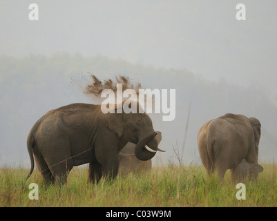 Erwachsene männliche asiatische Elefant (Elephas Maximus) in einer Herde Staub bewerfen sich in Jim Corbett Tiger Reserve, Indien Stockfoto