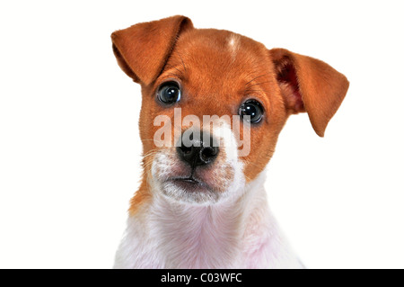 Ein kleiner Welpe Aussehen gegenüber dem Eigentümer Stockfoto