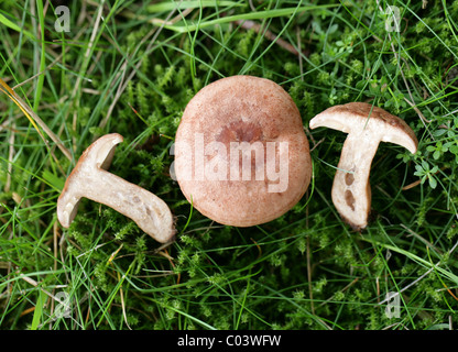 Oakbug Milkcap, Lactarius Quietus, Russulaceae. Wächst in der Nähe von Eichen und Birken, August, Berkhamsted, Hertfordshire. Stockfoto