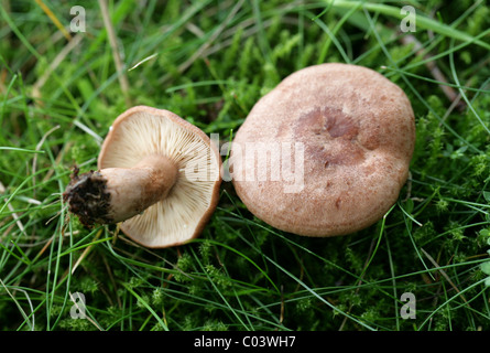 Oakbug Milkcap, Lactarius Quietus, Russulaceae. Wächst in der Nähe von Eichen und Birken, August, Berkhamsted, Hertfordshire. Stockfoto