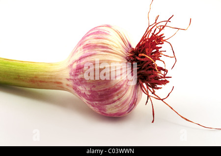 Junger Knoblauch mit Wurzeln und Stengel liegend gegen den weißen Hintergrund Stockfoto