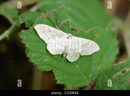 Gemeinsamen White Wave Motte, Cabrera Pusaria, Geometridae, Lepidoptera. Stockfoto