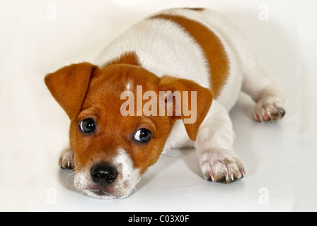 Ein kleiner Welpe Aussehen gegenüber dem Eigentümer Stockfoto