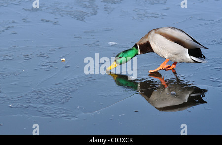 Hungrigen Stockenten wurden an einem kalten Frühlingsmorgen aber noch nicht in der Lage, das Essen geworfen, um ihn vor Ort eingezogen. Stockfoto