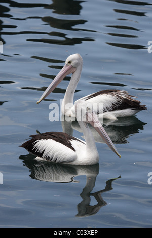 Zwei australische Pelikane (Pelecanus Conspicillatus) Schwimmen im Meer in Nelson Bay, Australien Stockfoto