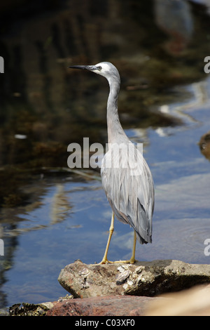 White-faced Heron (Egretta Novaehollandiae) auf einem Felsen an der Küste in Nelson Bay, Australien Stockfoto