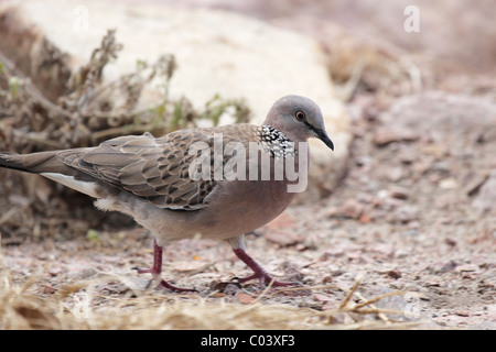 Gefleckte Taube (Streptopelia Chinensis) auf dem Boden in Nelson Bay, Australien Stockfoto